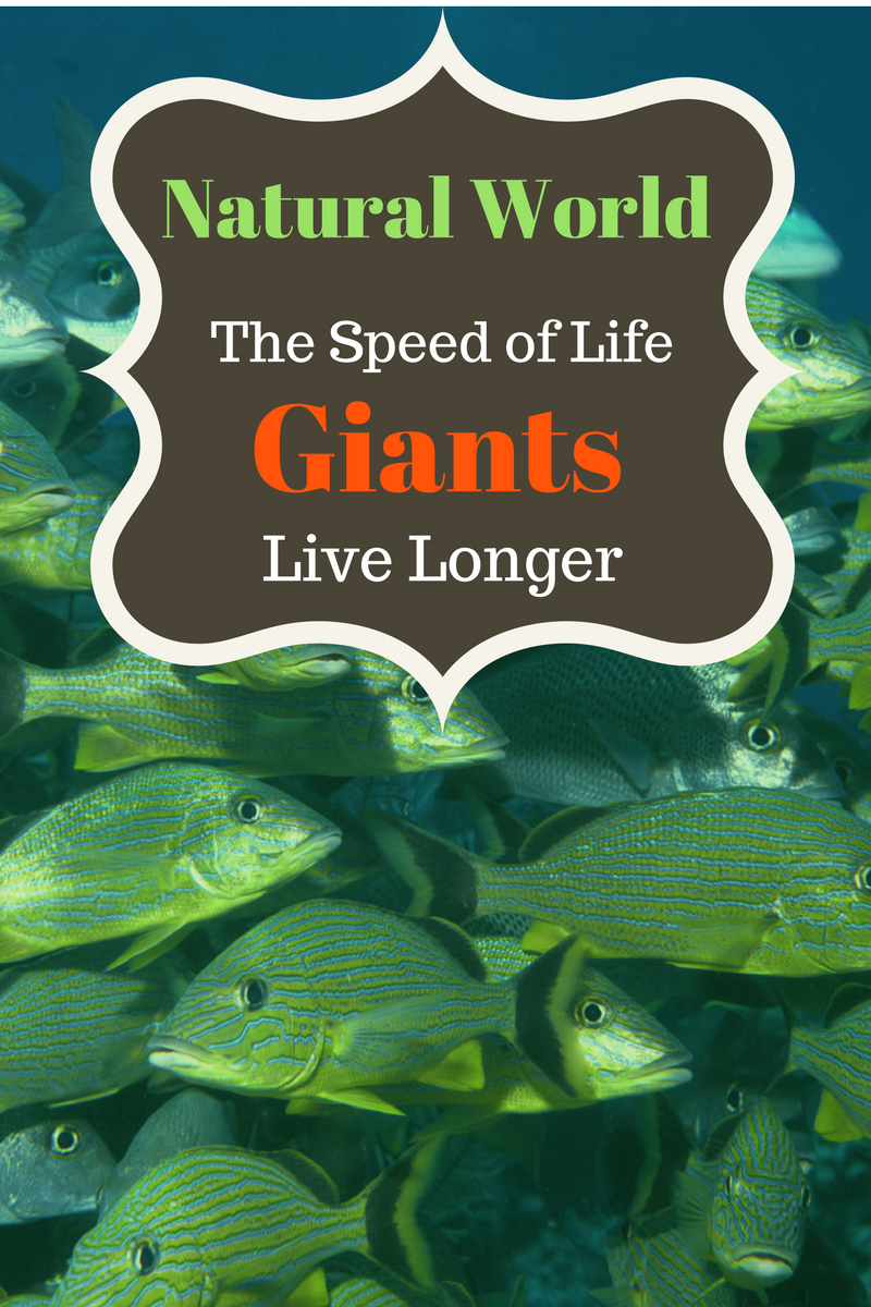 Speed of Life, why giants live longer. The intriguing Christmas Island Robber Crab