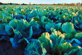 Environmentalism | Global Warming | Amchitka | Thomas Robert Malthus