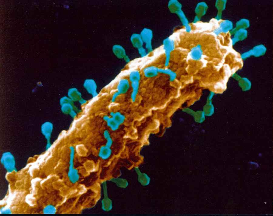 Growing Bacteriophages
