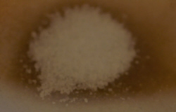 Individual Bacterium