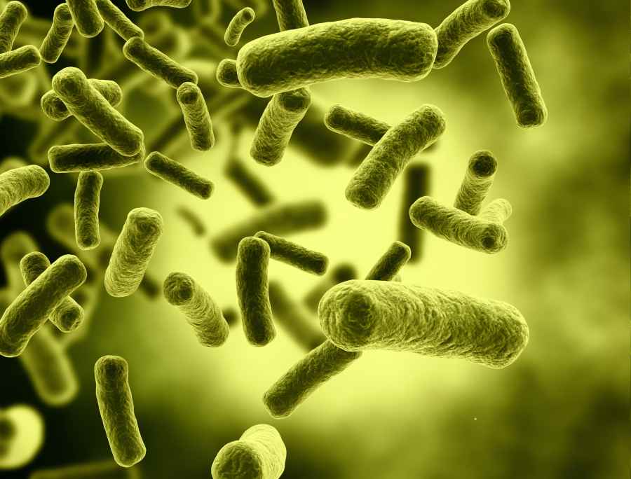 Bacteria Secrets | Professor Bonnie Bassler | Princeton University