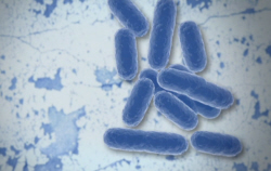 Bacteria Secrets