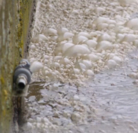 Raw Sewage