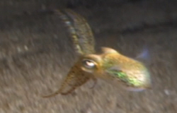 Hawaiian Bob-Tailed Squid