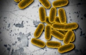 Superbugs methicillin-resistant Staphylococcus aureus mrsa rogue