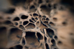 Cellular Structure
