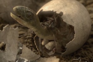 A Hatchling