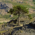Araucaria