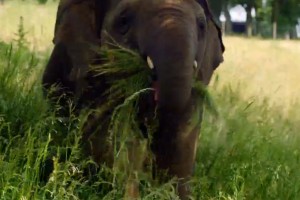 Elephant Feeding