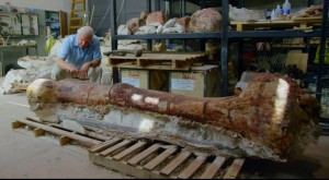 Giant Thigh Bone