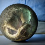 Imagined Titanosaur Egg
