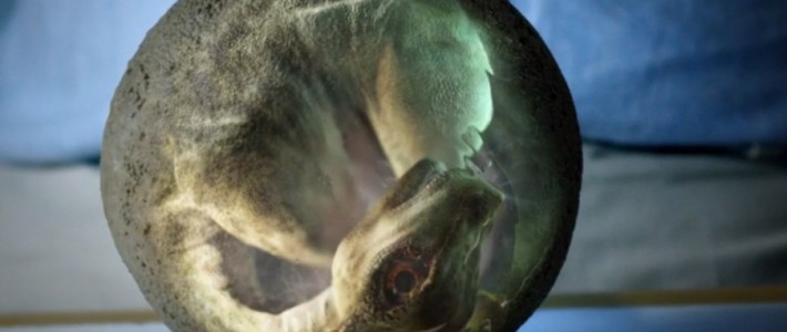 Titanosaur Breeding Ground | Dr Luis Chiappe
