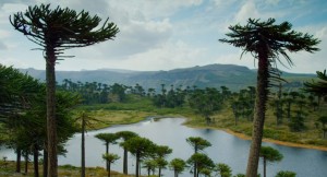 Monkey Puzzle Trees