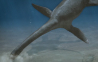 A feeding Kimmerosaurus