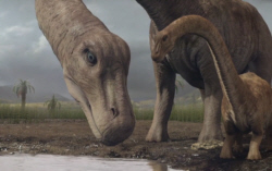 Magyarosaurus