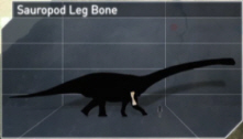 Suaropod Leg Bone