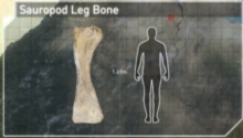 Saurpod Bone / Human Comparison