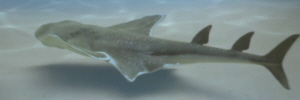 Shark-like Squatina