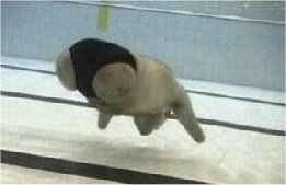 Pete th Swimmer