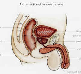 Self-Catheterisation, a Multiple Sclerosis Reality
