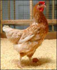 Therapeutic Chicken Eggs produce Interferon for MS