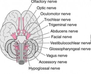 cranial-nerves