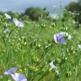 Golden Linseed aids Irritable Bowel symptoms
