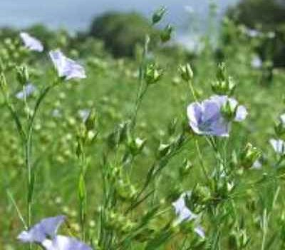 Golden Linseed aids Irritable Bowel symptoms