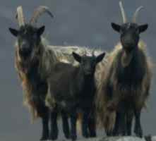 Aimspro an MS Treatment derived from Goat’s Blood Serum