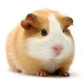 Alverine Citrate for IBS and MS not Guinea Pigs