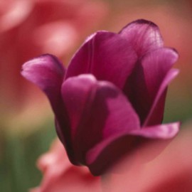 Anorgasmy a seldom discussed problem in MS
