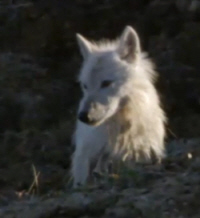 Actic Wolf