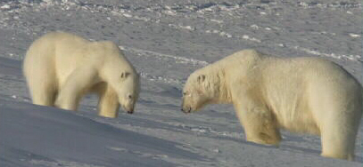 Polar Bear Meeting