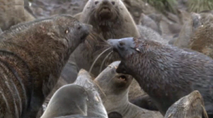Bull Fur Seals Clash