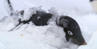Buried Adekie Penguin