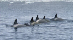 Killer Whale Pod