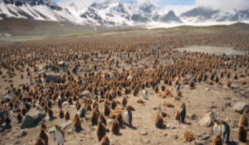 King Penguin Colony