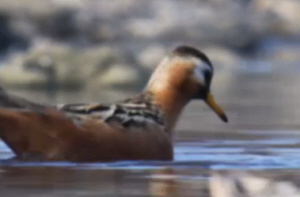 Red Phalarope