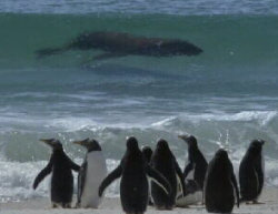 Sothern Sealion