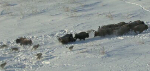 Stampeding Bison