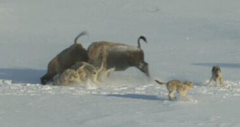 The Yearling is Crushed