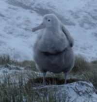 Wandering Albatross Chick