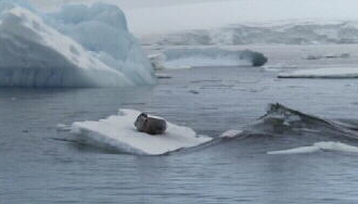 Whale Generated Wave, Approaching Weddell Seal