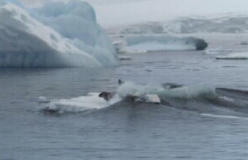 Seal Washed from Ice Floe
