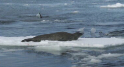 Lone Weddell Seal, Patrolling Orca