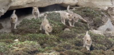 Six Healthy Wolf Cubs
