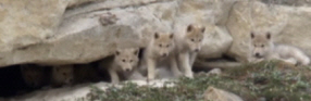 Cubs, early exposure