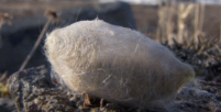 Woolly Bear Moth Cocoon