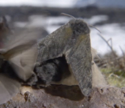 Woolly Bear Moth Cocoon