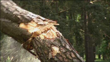 The Scot's Pine is Beaten